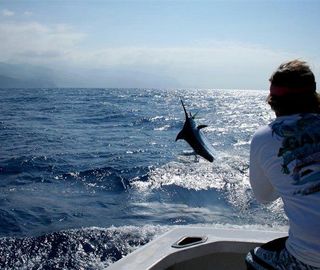 Big Game fishing Madeira