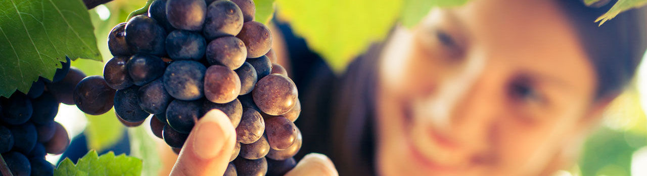 Girl holding Madeira Grapes