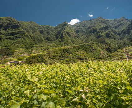 São Vicente Vineyards Madeira 