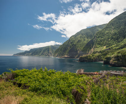 Madeira Wine, Seixal Vineyards