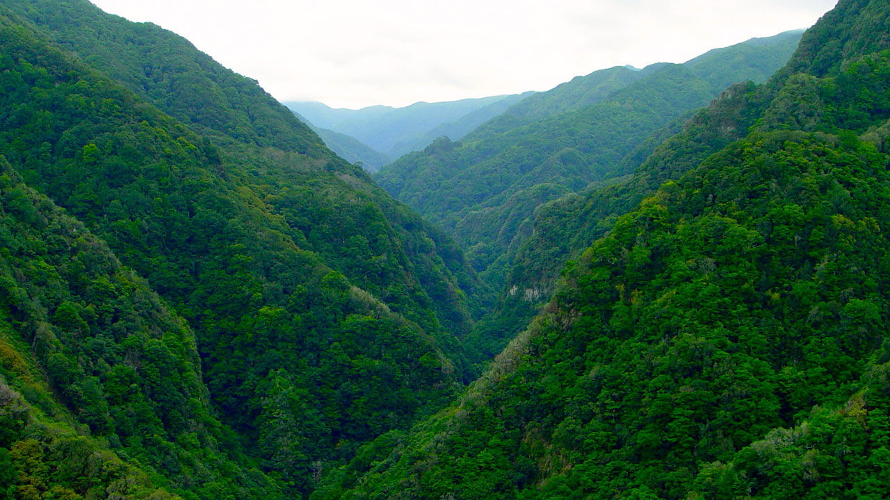 Laurel Forest in Madeira Island