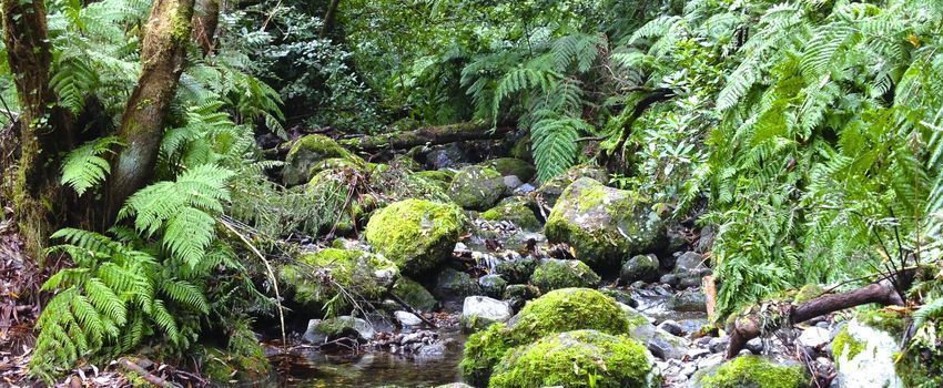 A small river from Laurissilva Forest in Madeira