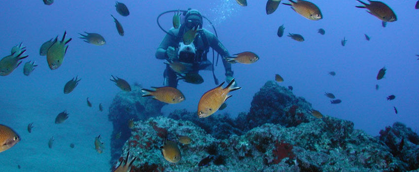 Diving in Madeira Ocean