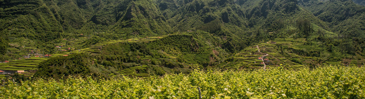 Madeira Vineyards and the mountains