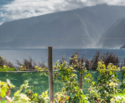 Madeira Vineyards in Seixal