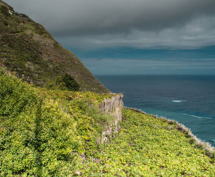 Madeira Vineyards in the mountains