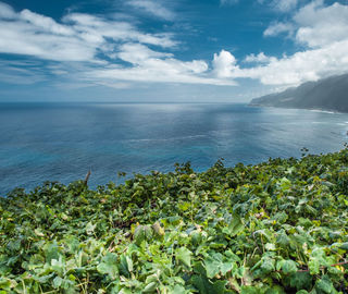 Madeira Vineyards near the sea