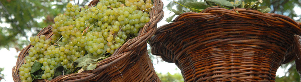 Bask of grapes at Madeira Wine Festival