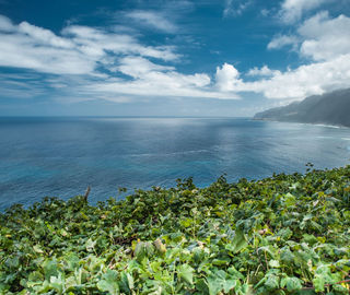 Seixal Vineyards by the sea, Madeira Wine 