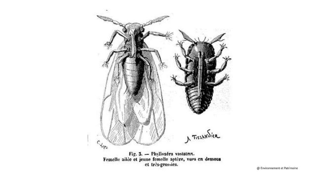 Phylloxera vastatrix view