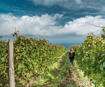 Porto Moniz Vineyards, Madeira Island