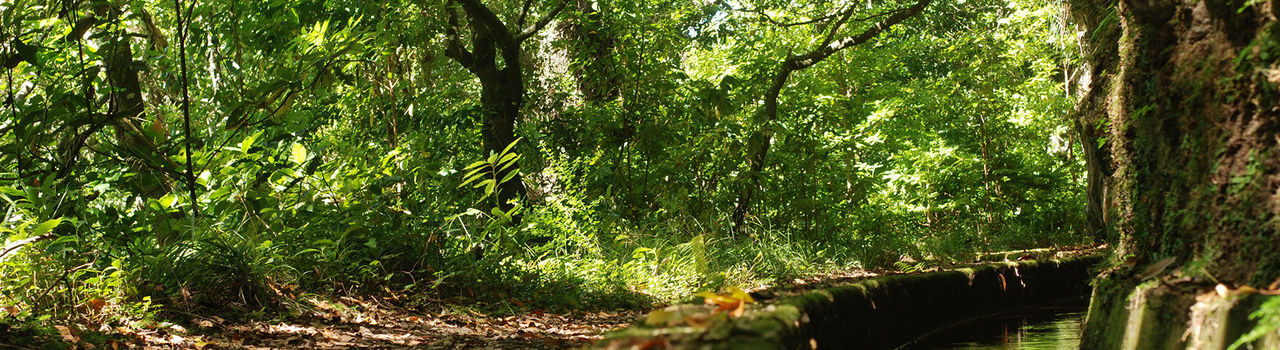 Levada in Madeira