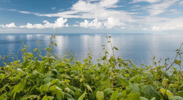 Vineyards near the sea