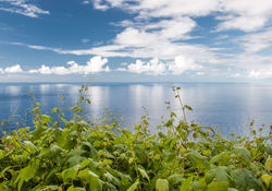 Green Madeira vineyards and the blue ocean view